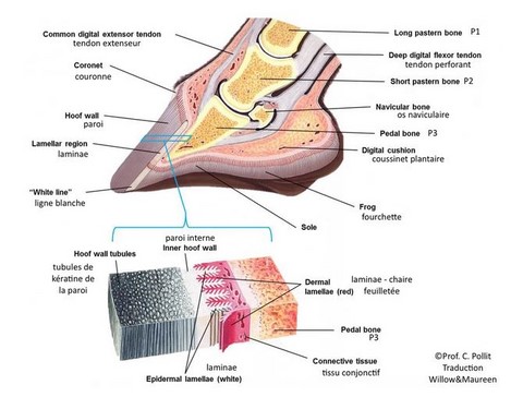 Anatomie du sabot d'un cheval